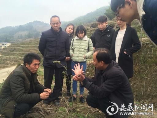 高级农艺师现场讲解油茶树的栽培技术