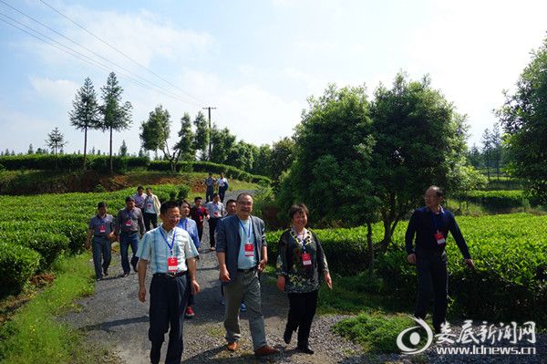李劲柳（右二）视察天鹏茶叶基地
