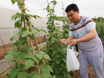 双峰金土地合作社时蔬成熟 引来不少市民采摘
