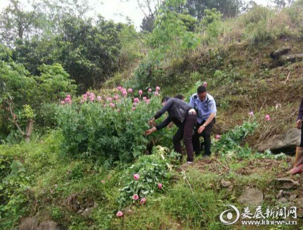 铲毒现场1