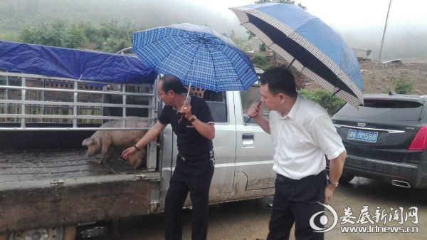 干部为群众送来扶贫小猪