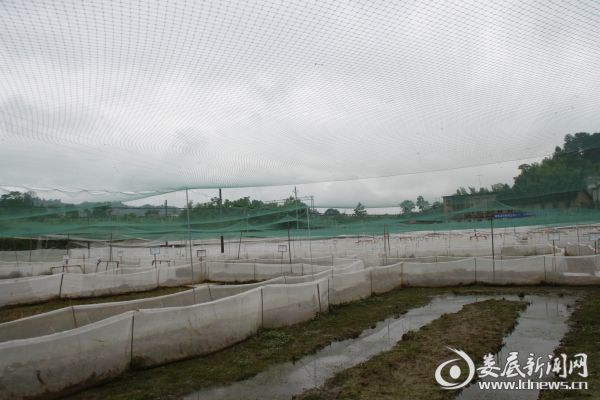 新玉峰村青蛙养殖基地