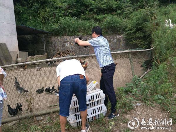 送鸡到户