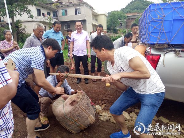 送猪到户2