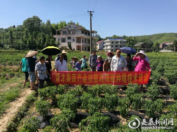辣椒种植培训01