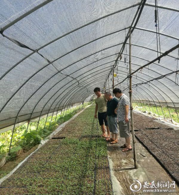 辣椒种植培训02