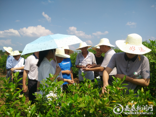 彭石清调研青树坪镇现代农业及农产品商品化经