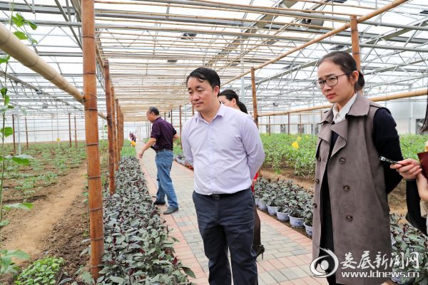 实地考察桥头河蔬菜基地