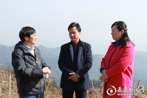 调研指导槎溪镇万宝山林果药种植示范基地