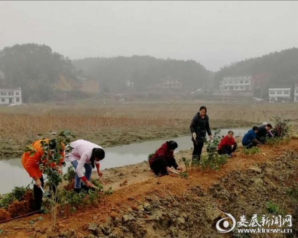 丰石村干群栽植杜鹃花