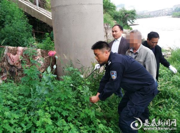 桥头河镇禁毒办铲除毒品原作物12株 (2)