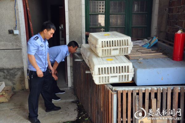 （民警清点查获的被盗土鸡土鸭）