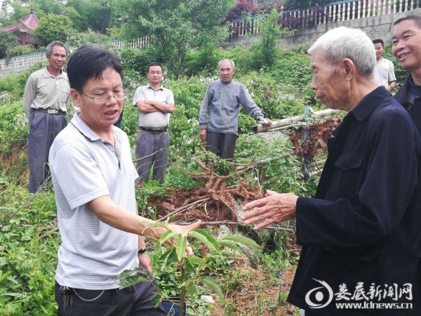 技术专家（左）正在为贫困户讲解板栗树在田间管理技术