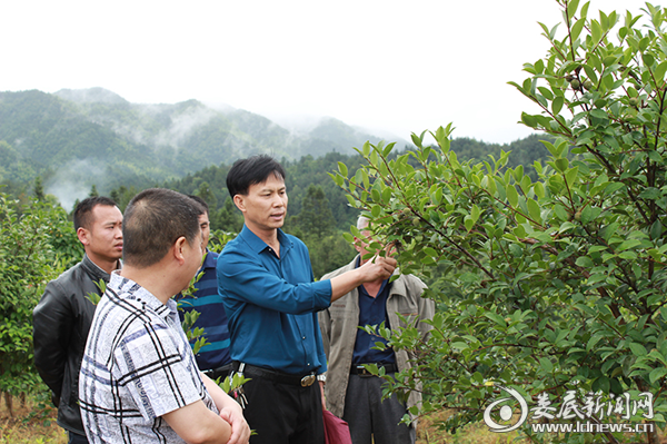 苏传佑一行对水车镇黄龙村油茶基地进行调研指导