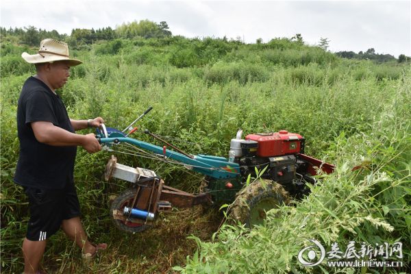 湖南湘艾天下艾草制品有限公司的员工动用机械收割艾草   DSC_9546_副本