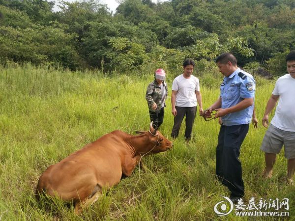 耕牛误中“埋伏”,警民联手成功解救