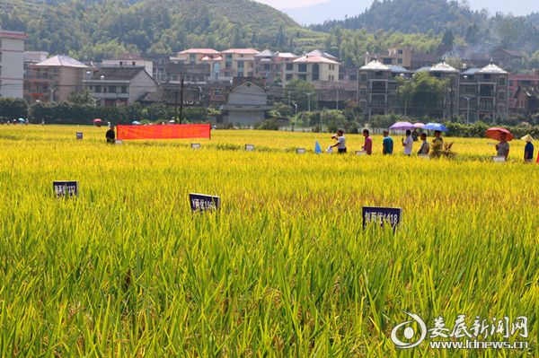 维山乡碧水村水稻新品种示范片