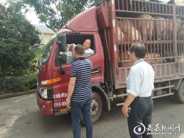 万宝镇畜牧站工作人员在对过往生猪运输车辆进行临检