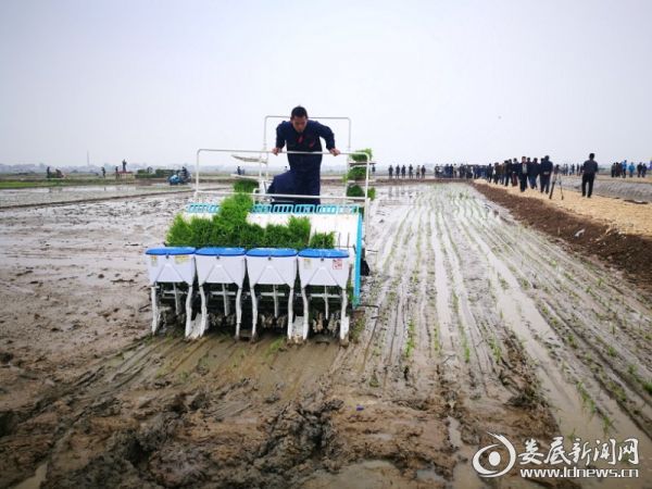 图5.水稻高速插秧机现场作业