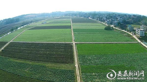 5 桥头河蔬菜基地航拍
