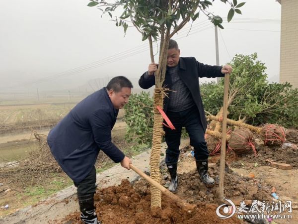 杏子铺镇党委书记、镇长植树现场3