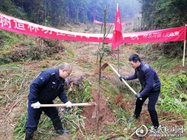 桥头河镇开展干部义务植树活动