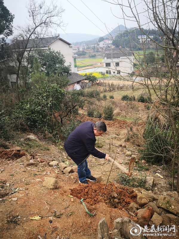 娄底四中:党日活动添新意 种植果树助脱贫