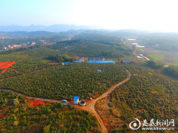 印塘乡金和优质油茶林基地