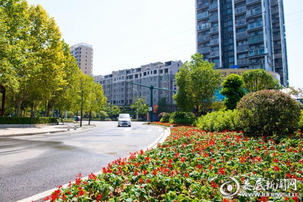 建设路口交通岛栽花