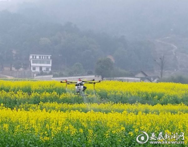 无人机正在给荷叶的油菜基地进行病虫防治一