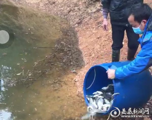 明德村养鱼协会成员正在投放鱼苗