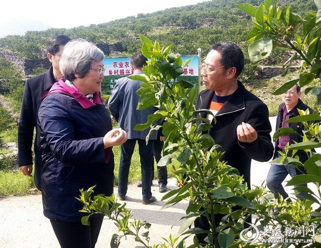 石艳萍在玳玳酸橙基地了解生产经营情况