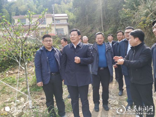 （华学健在留心村黄桃基地考察）