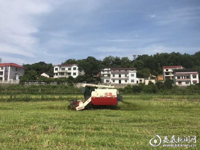 （远宏农机专业合作社正在抢收早稻）