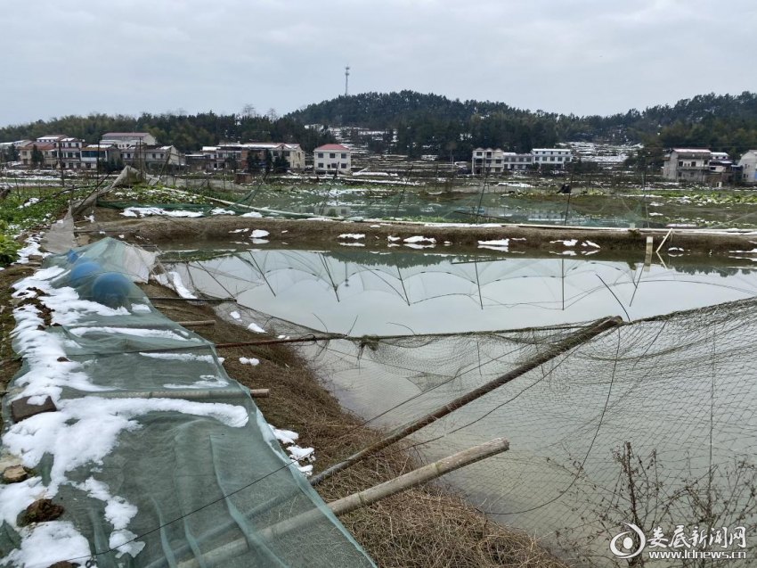 （鱼塘天网覆没）