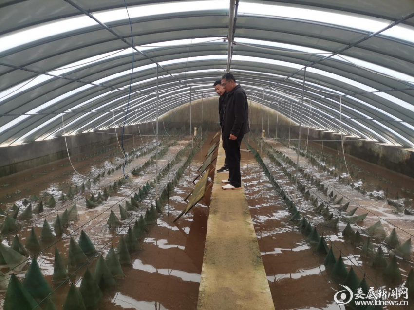 （永丰镇佰森甲鱼生态养殖基地）