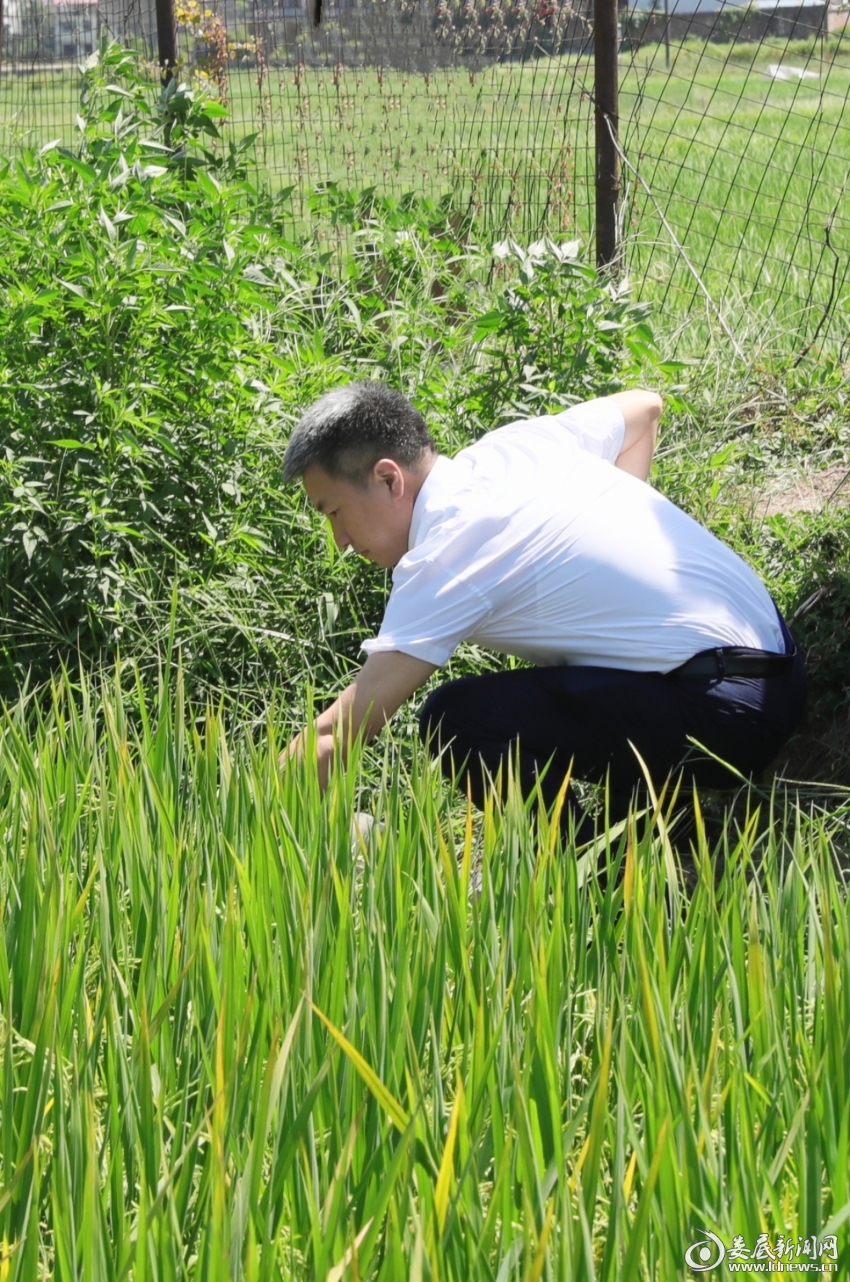 △在禾青镇社学里村，曾超群顶着烈日走进田间地头，查看水稻长势。
