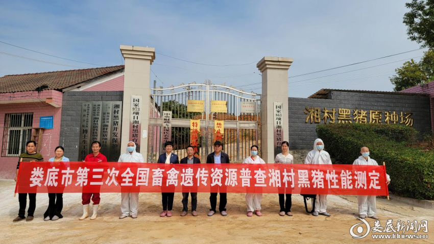 （专家组在湘村高科农业股份有限公司开展湘村黑猪的遗传资源性能测定）