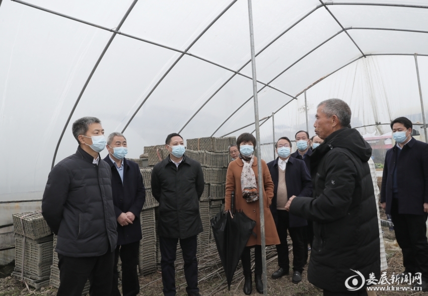 △在杨市镇金玖农民种植专业合作社，曾超群高兴地站在田间地头，亲切地与老周攀谈起来。