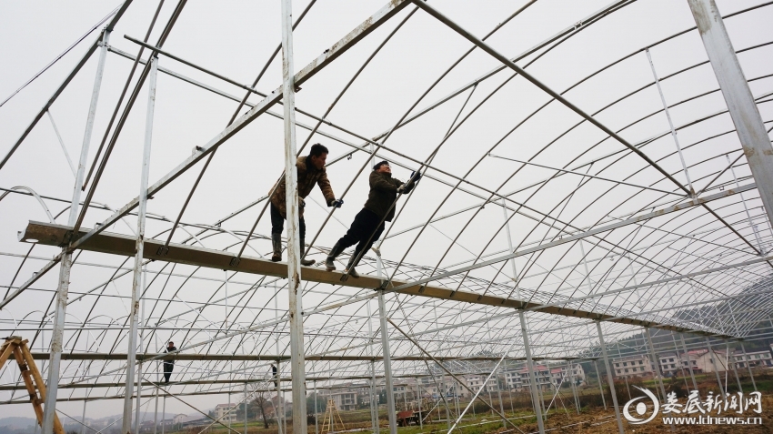 钢架大棚现场