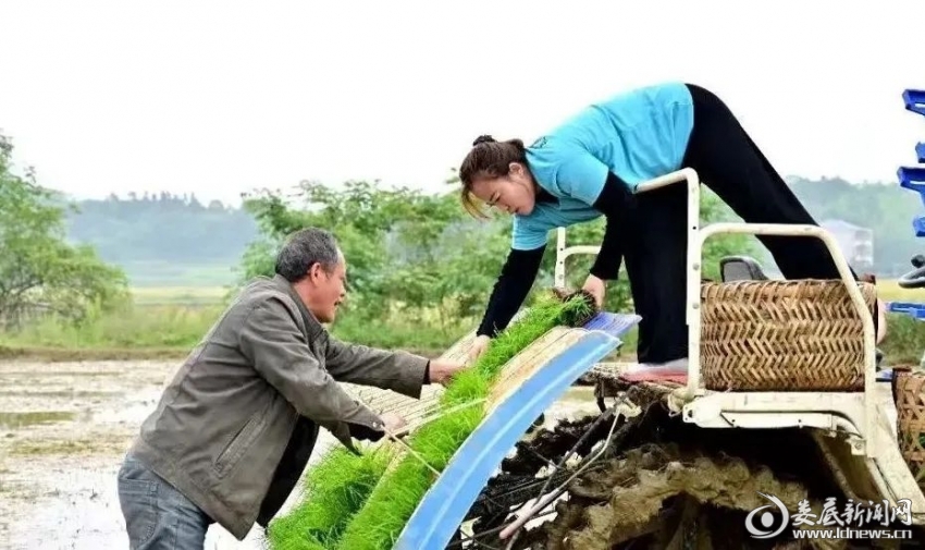 欧阳巧是双峰县青树坪镇双建村人,现在是启富农机服务农民专业合作社的负责人,同时也是一名市、县两级人大代表。