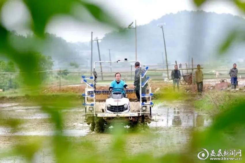 80后妹子欧阳巧就熟练地坐上驾乘式微耕机,开启了她忙碌的一天。