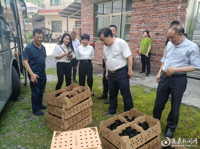 （鸡苗发放现场）
