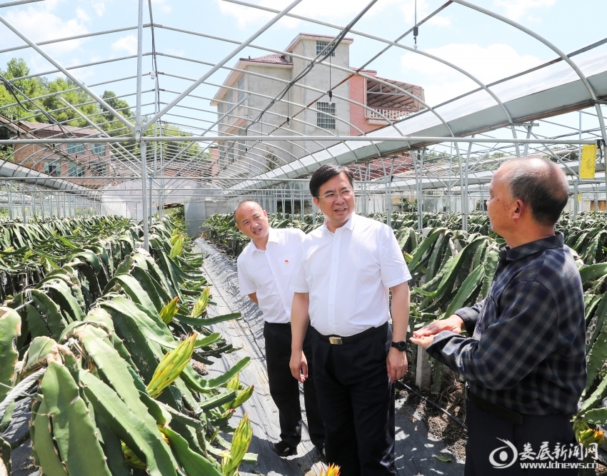 △在井字镇增峰村火龙果种植基地，邹文辉实地调研村集体经济发展