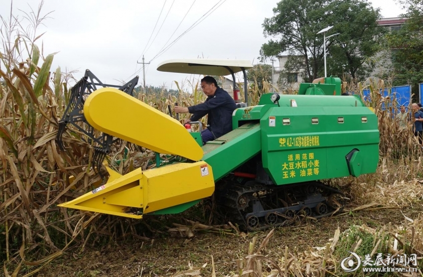 农机收割大豆玉米演示。王玖华摄