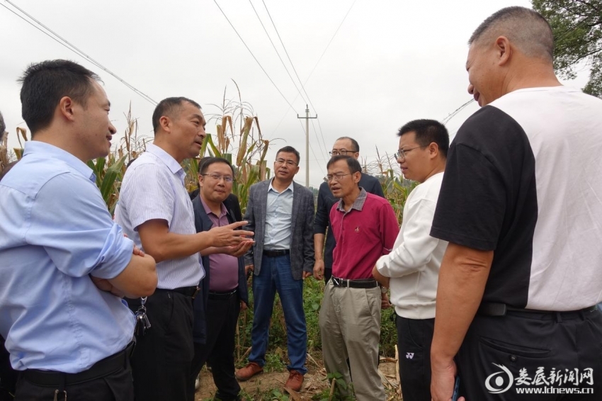 商讨大豆玉米带状复合种植前景。王玖华摄