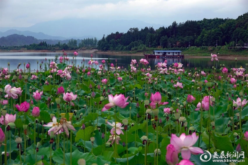 5.花间游船