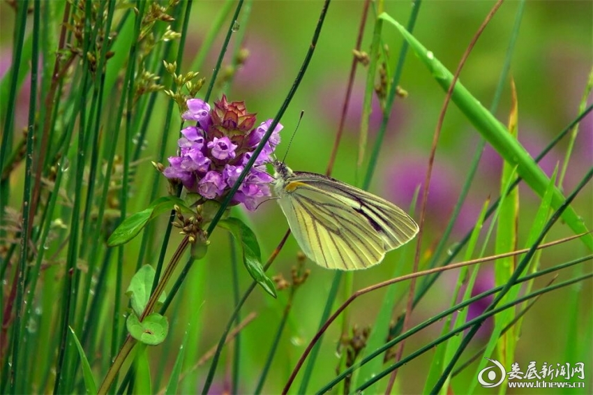1.舊夢細于塵，花開夢又新。