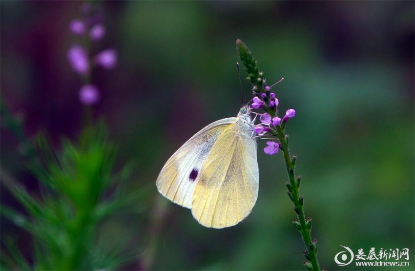 7.花草迎春意,東風細雨頻。