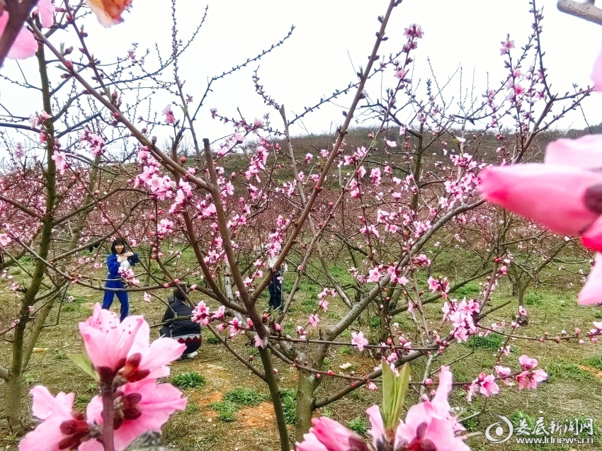 IMG_20250317_163625_edit_732209500748025